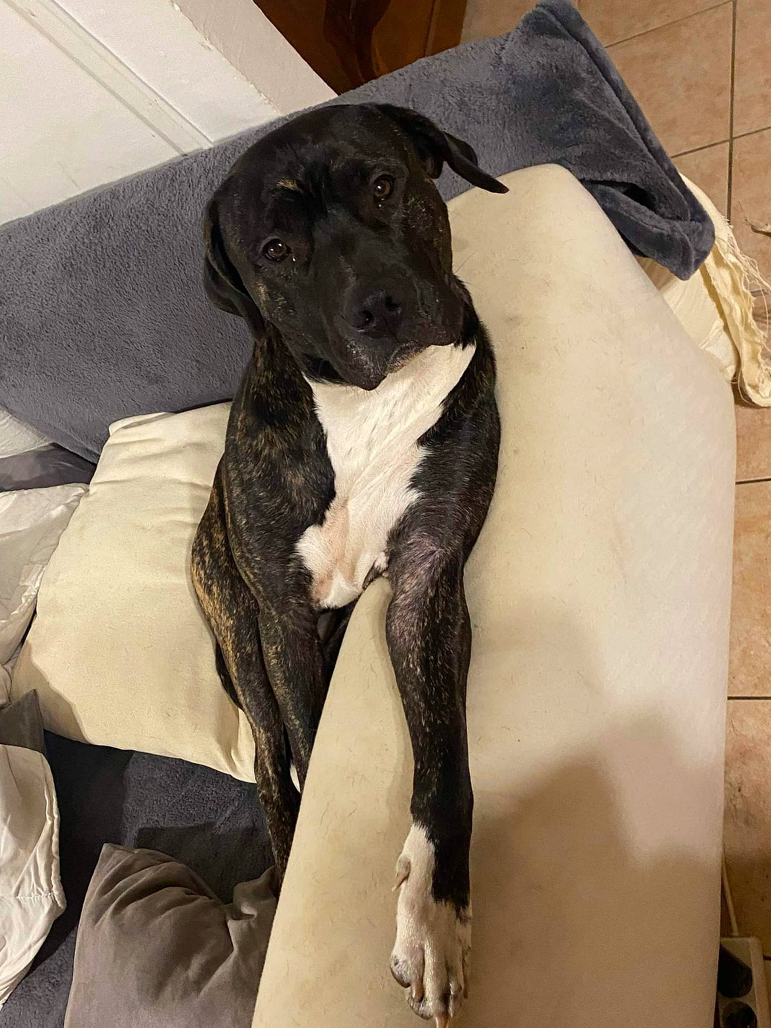 Billy a rejoint le concours — aidez-le/la à gagner de superbes lots ! borador, canidae, carnivore, comfort, companion_dog, dog, dog_breed, dog_collar, dog_supply, fawn, fur, great_dane, guard_dog, gun_dog, pet_supply, snout, sporting_group, tail, terrestrial_animal, working_animal