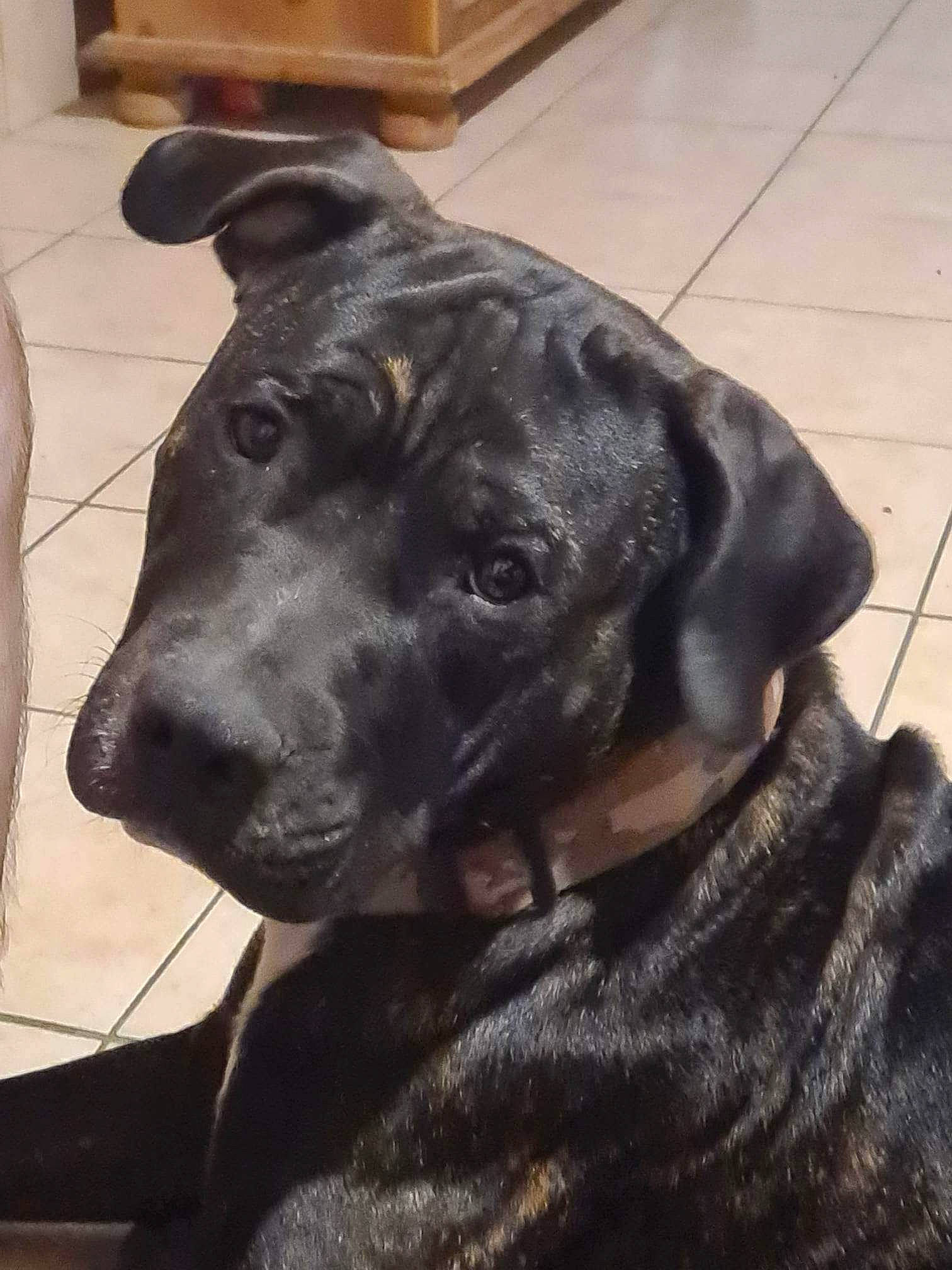 Billy a rejoint le concours — aidez-le/la à gagner de superbes lots ! borador, canidae, carnivore, collar, companion_dog, dog, dog_breed, dog_collar, ear, fawn, flooring, fur, guard_dog, metal, personal_protective_equipment, pet_supply, snout, whiskers, working_animal, working_dog