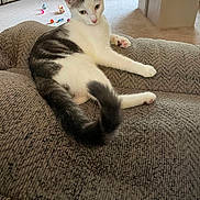 Lucy is registered to the contest to win money with this photo: cat, kitten, pet, animal, white_and_gray, fur, whiskers, ears, eyes, pink_nose, paws, tail, lounging, sitting, couch, living_room, carpet, toys, indoors, portrait