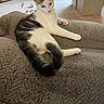 cat, kitten, pet, animal, white_and_gray, fur, whiskers, ears, eyes, pink_nose, paws, tail, lounging, sitting, couch, living_room, carpet, toys, indoors, portrait