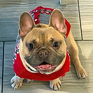 Winston joined the competition — help win amazing prizes! adorable, animal, canine, companion, cute, dog, domestic_animal, ears_up, floor, french_bulldog, friendly, indoor, looking_up, mammal, pet, red_sweater, short_hair, small_dog, sweater, tile_floor