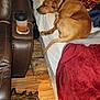 bed, blanket, brown_dog, collar, cozy, cup_holder, dog, drink, furniture, indoor, leather_couch, living_room, pet, pillow, relaxed, resting, rug, shoe, sleeping, wooden_floor