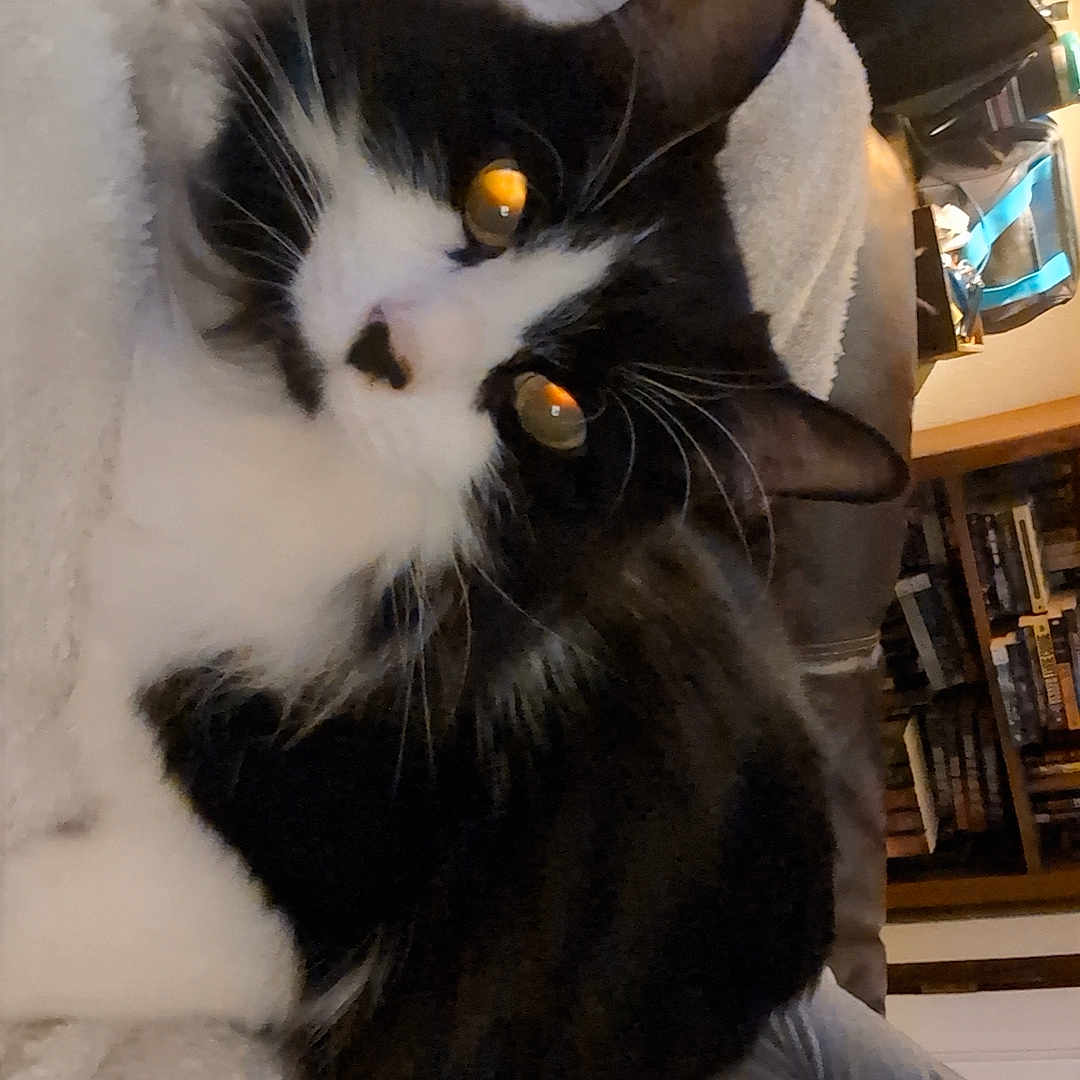 Big Kitty is registered to the contest to win money with this photo: animal, black_and_white, blanket, bookshelf, cat, closeup, comfort, cozy, cute, domestic, fur, furniture, indoor, living_room, orange_eyes, pet, relaxing, resting, soft_lighting, whiskers