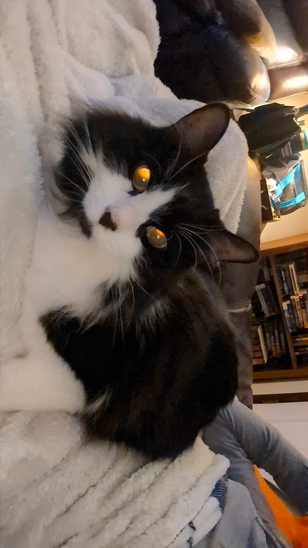 Big Kitty is registered to the contest to win money with this photo: cat, black_and_white, pet, indoor, blanket, cozy, furniture, living_room, bookshelf, relaxing, fur, whiskers, animal, cute, domestic, orange_eyes, soft_lighting, comfort, resting, closeup