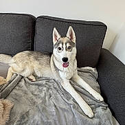 Seïko participe au concours pour gagner de l'argent avec cette photo : dog, husky, canine, pet, animal, indoor, couch, blanket, fur, tongue_out, relaxed, laying_down, heterochromia, ears_up, gray, white, living_room, comfort, cute, friendly