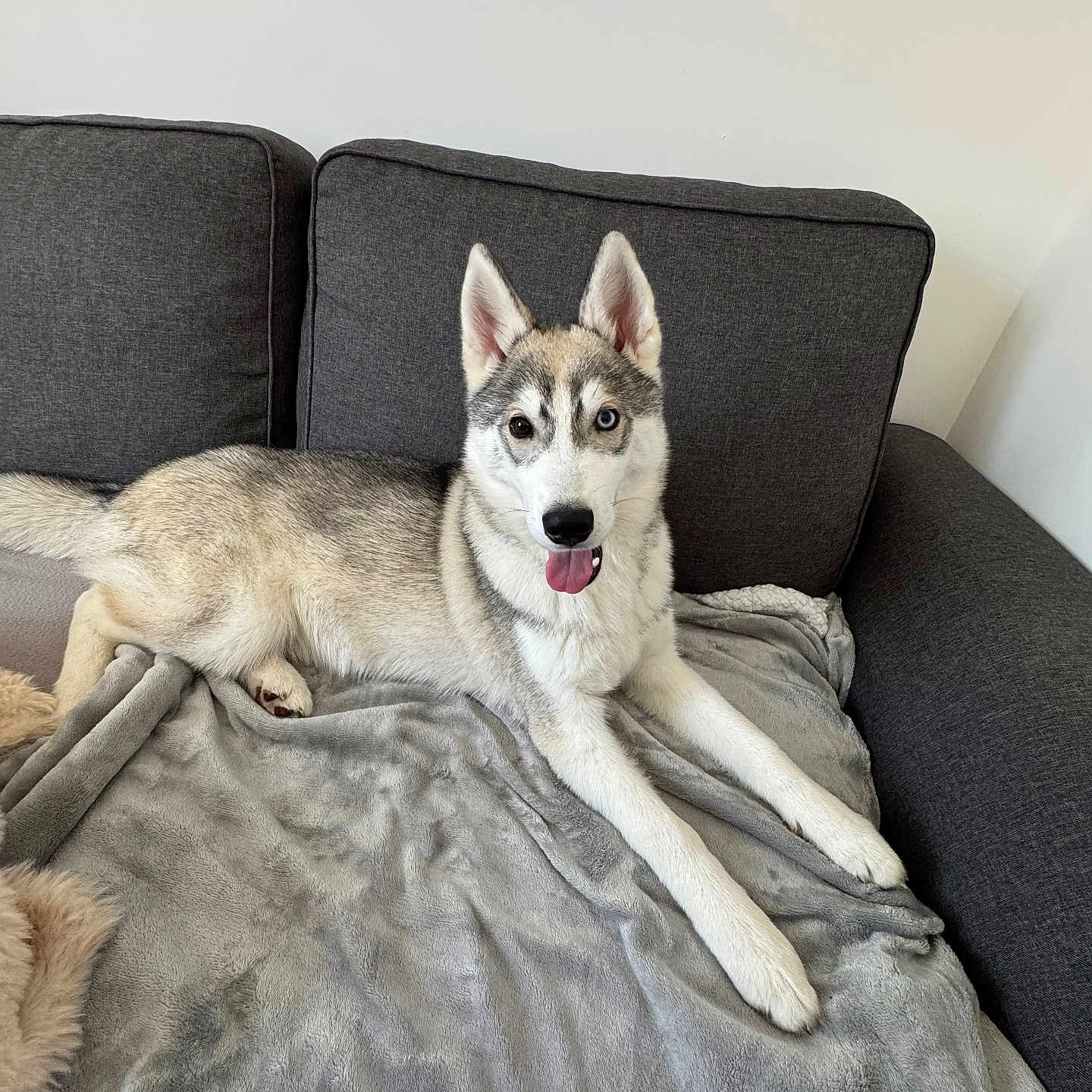 Seïko participe au concours pour gagner de l'argent avec cette photo : dog, husky, canine, pet, animal, indoor, couch, blanket, fur, tongue_out, relaxed, laying_down, heterochromia, ears_up, gray, white, living_room, comfort, cute, friendly