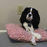 Symon is registered to the contest to win money with this photo: dog, black_and_white, cushion, pink, paws, crossed_legs, indoor, wall, electrical_outlet, pet, canine, fur, collar, resting, bed, portrait, animal, looking, cute, domestic