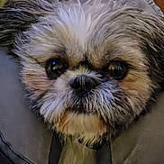 Buddy joined the competition — help win amazing prizes! dog, pet, animal, fluffy, cute, face, fur, portrait, closeup, indoors, cozy, blanket, cushion, brown, white, black, small_dog, shih_tzu, looking_at_camera, adorable