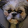 dog, pet, animal, fluffy, cute, face, fur, portrait, closeup, indoors, cozy, blanket, cushion, brown, white, black, small_dog, shih_tzu, looking_at_camera, adorable