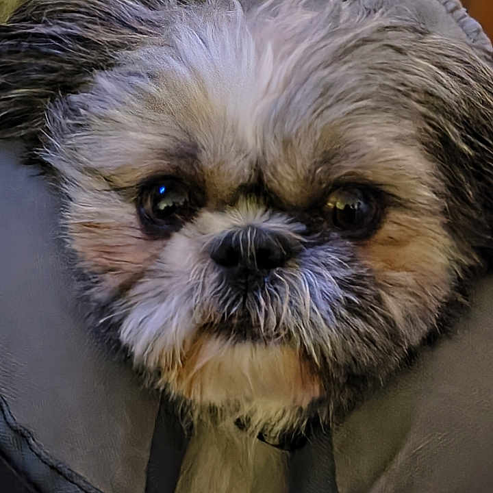 Buddy joined the competition — help win amazing prizes! dog, pet, animal, fluffy, cute, face, fur, portrait, closeup, indoors, cozy, blanket, cushion, brown, white, black, small_dog, shih_tzu, looking_at_camera, adorable