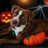 Kyra joined the competition — help win amazing prizes! dog, halloween, pumpkin, jack_o_lantern, pet, brown_and_white, blue_eyes, lying_down, portrait, indoor, festive, costume, autumn, decoration, glowing, couch, blanket, close_up, animal, funny