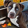 dog, puppy, brown_and_white, blue_eyes, portrait, close_up, autumn, fall, maple_leaves, forest, outdoor, wooden_bench, sitting, lying_down, pet, animal, floppy_ears, white_chest, short_fur, nature