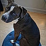 dog, pit_bull, blue_gray_coat, white_chest, white_blaze, sitting, indoors, wooden_floor, blue_cushion, portrait, pet, animal, canine, short_hair, floppy_ears, bright_eyes, crossed_paws, home, side_eye, photography