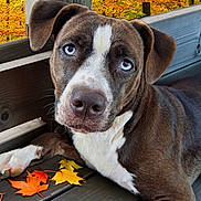 Kyra is registered to the contest to win money with this photo: dog, puppy, pet, portrait, close_up, blue_eyes, brown_fur, white_markings, floppy_ears, sitting, outdoor, porch, wooden_deck, autumn, fall, leaves, forest, nature, animal, cute