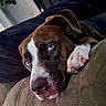 Kyra joined the competition — help win amazing prizes! dog, puppy, brown_and_white, blue_eyes, floppy_ears, white_face_marking, paw, pet, couch, indoor, home, relaxed, lying_down, close_up, portrait, cute, sleepy, soft_fur, animal, photography