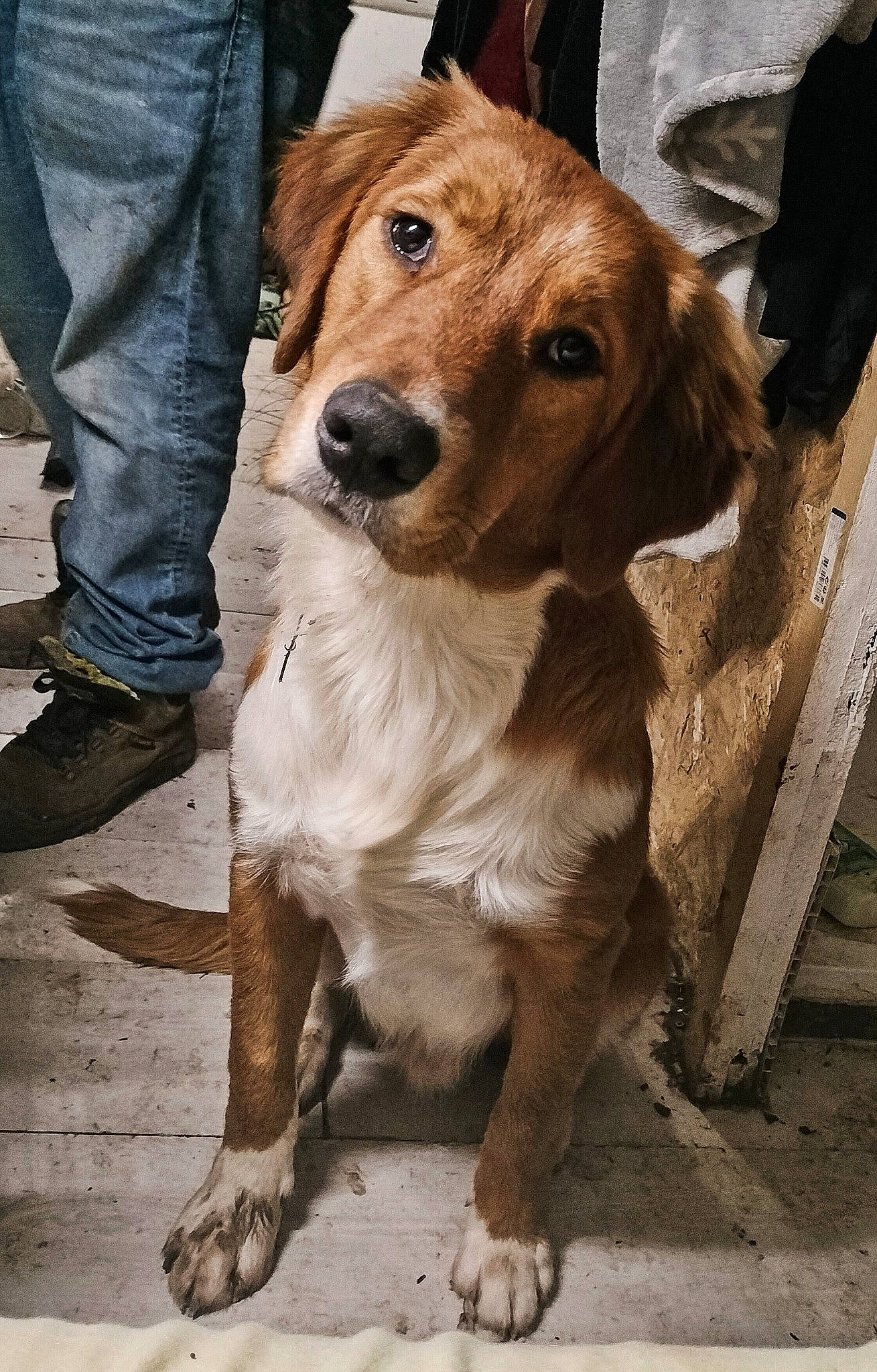 Tryo a rejoint le concours — aidez-le/la à gagner de superbes lots ! belt, canidae, carnivore, collar, companion_dog, dog, dog_breed, dog_collar, dog_supply, fawn, fur, golden_retriever, gun_dog, hat, leash, liver, retriever, sporting_group, whiskers, working_animal