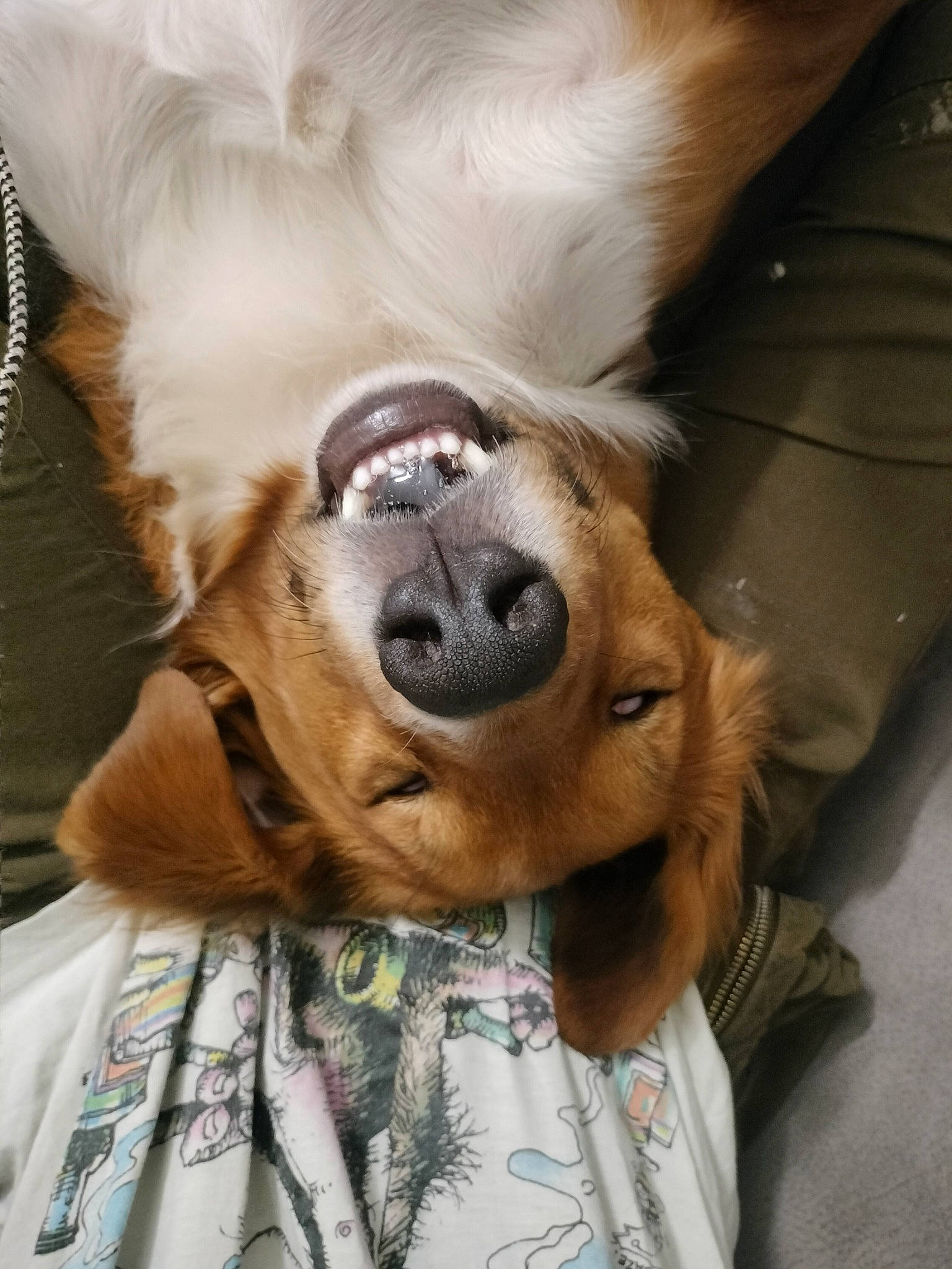 Tryo participe au concours pour gagner de l'argent avec cette photo : canidae, carnivore, comfort, companion_dog, dog, dog_breed, fawn, fur, gesture, liver, nap, paw, retriever, selfie, snout, sporting_group, stuffed_toy, toy, whiskers, working_animal