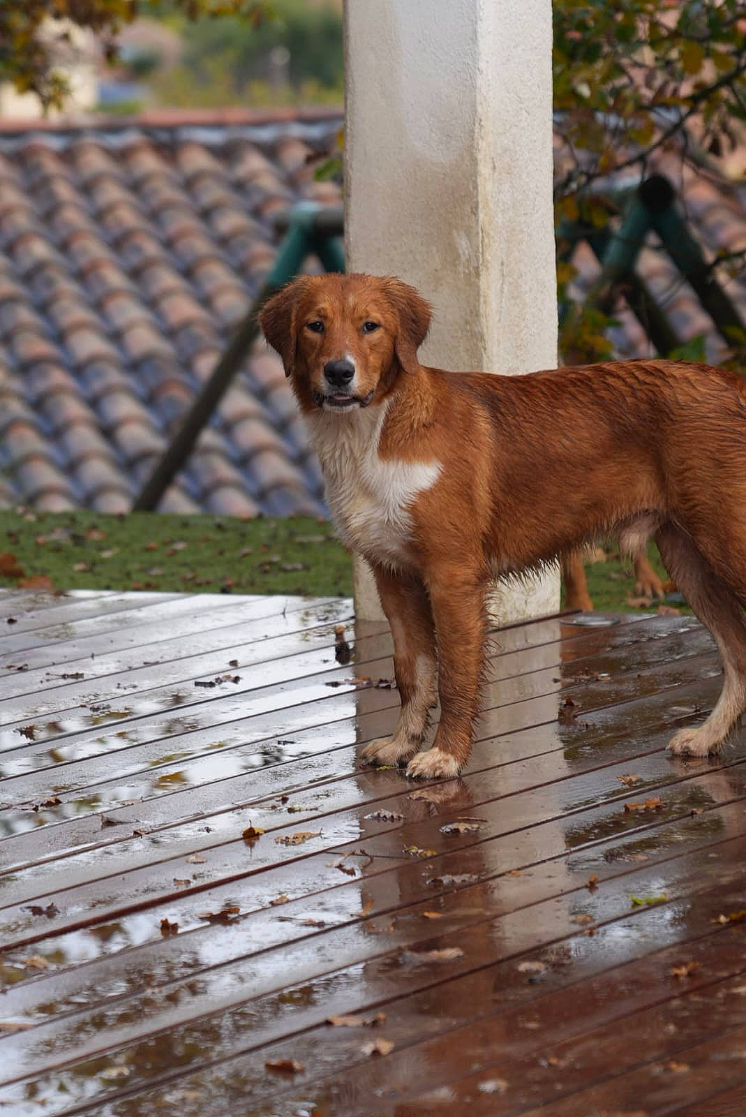 Tryo participe au concours pour gagner de l'argent avec cette photo : ancient_dog_breeds, canidae, carnivore, companion_dog, dog, dog_breed, fawn, gun_dog, hardwood, hound, liver, plant, sporting_group, street_dog, tail, terrestrial_animal, tree, wood, working_animal, working_dog