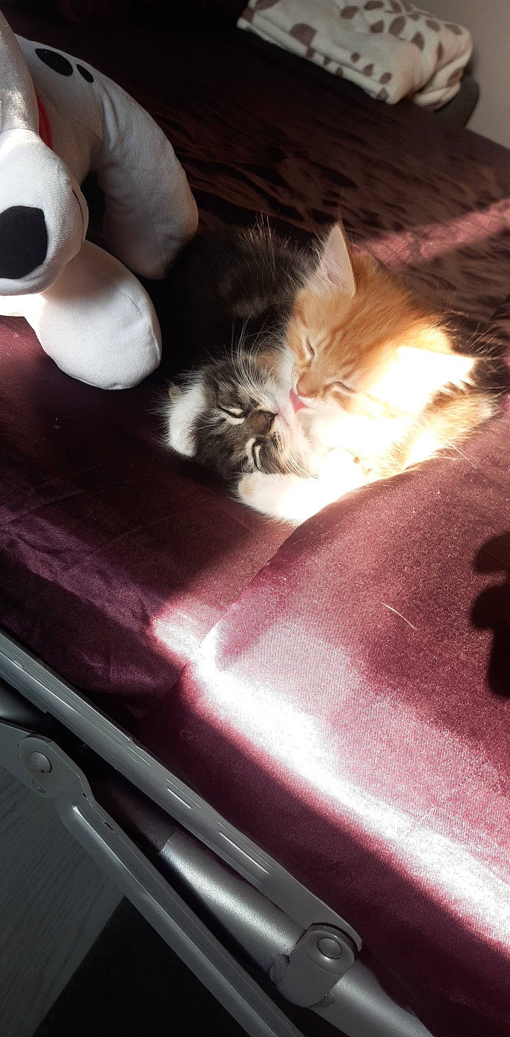 Rouxane a rejoint le concours — aidez-le/la à gagner de superbes lots ! automotive_exterior, automotive_lighting, box, carnivore, cat, cloud, comfort, felidae, fur, grey, lap, mammal, small_to_medium_sized_cats, tail, vehicle_door, vertebrate, whiskers, white, windshield, wood