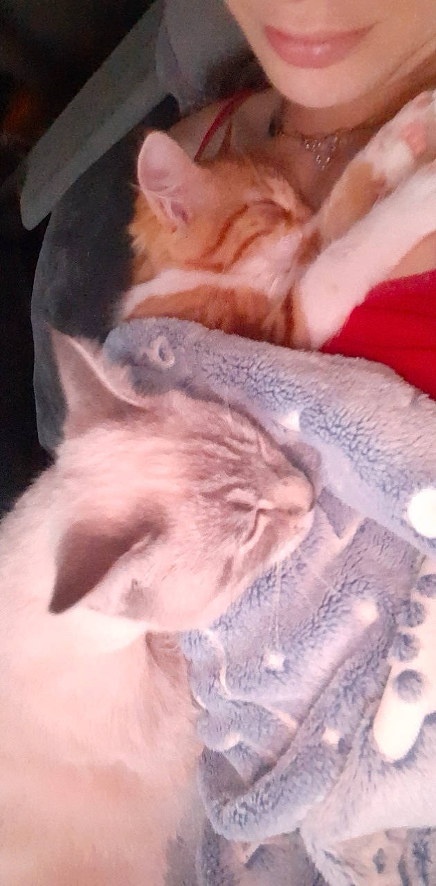 Rouxane participe au concours pour gagner de l'argent avec cette photo : carnivore, cat, claw, comfort, domestic_short_haired_cat, ear, fawn, felidae, fur, gesture, human_leg, jaw, nap, paw, sand, small_to_medium_sized_cats, snout, tail, whiskers, wrinkle