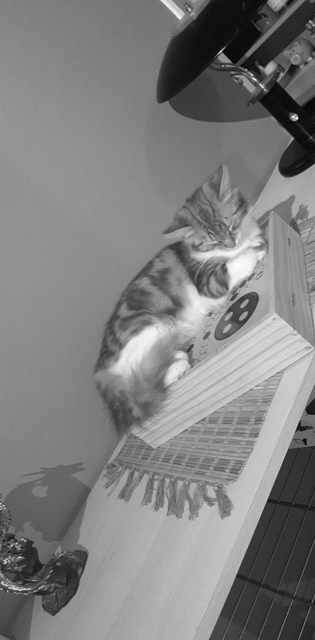 Rouxane a rejoint le concours — aidez-le/la à gagner de superbes lots ! art, black, black_and_white, carnivore, cat, domestic_short_haired_cat, felidae, font, fur, grey, illustration, lamp, monochrome, monochrome_photography, small_to_medium_sized_cats, style, tail, whiskers, wing, wood