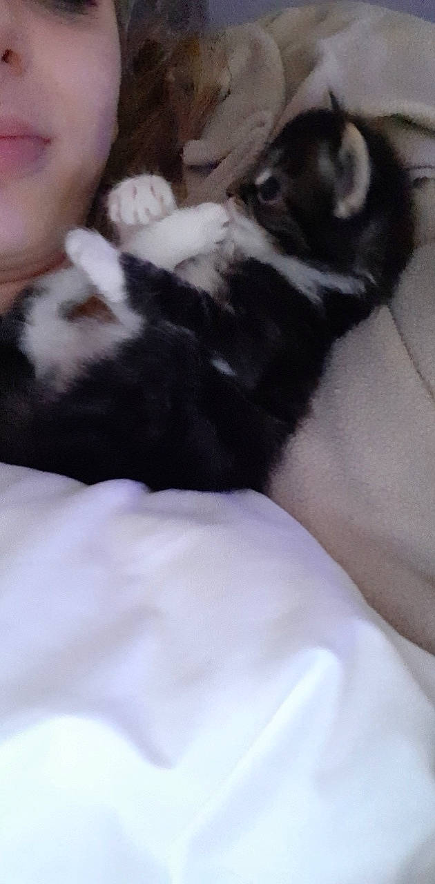 Daryl a rejoint le concours — aidez-le/la à gagner de superbes lots ! black_cat, carnivore, cat, cloud, comfort, companion_dog, dog_breed, domestic_short_haired_cat, felidae, finger, foot, fur, gesture, human_leg, paw, small_to_medium_sized_cats, snout, tail, thigh, whiskers