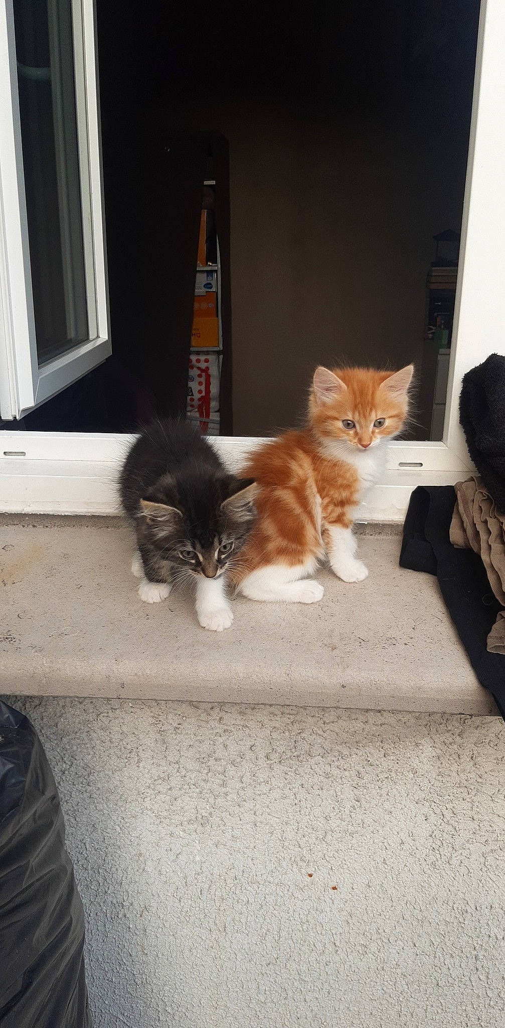 Daryl a rejoint le concours — aidez-le/la à gagner de superbes lots ! carnivore, cat, comfort, domestic_short_haired_cat, fawn, felidae, floor, flooring, fur, hardwood, human_leg, paw, room, sitting, small_to_medium_sized_cats, snout, tail, whiskers, window, wood