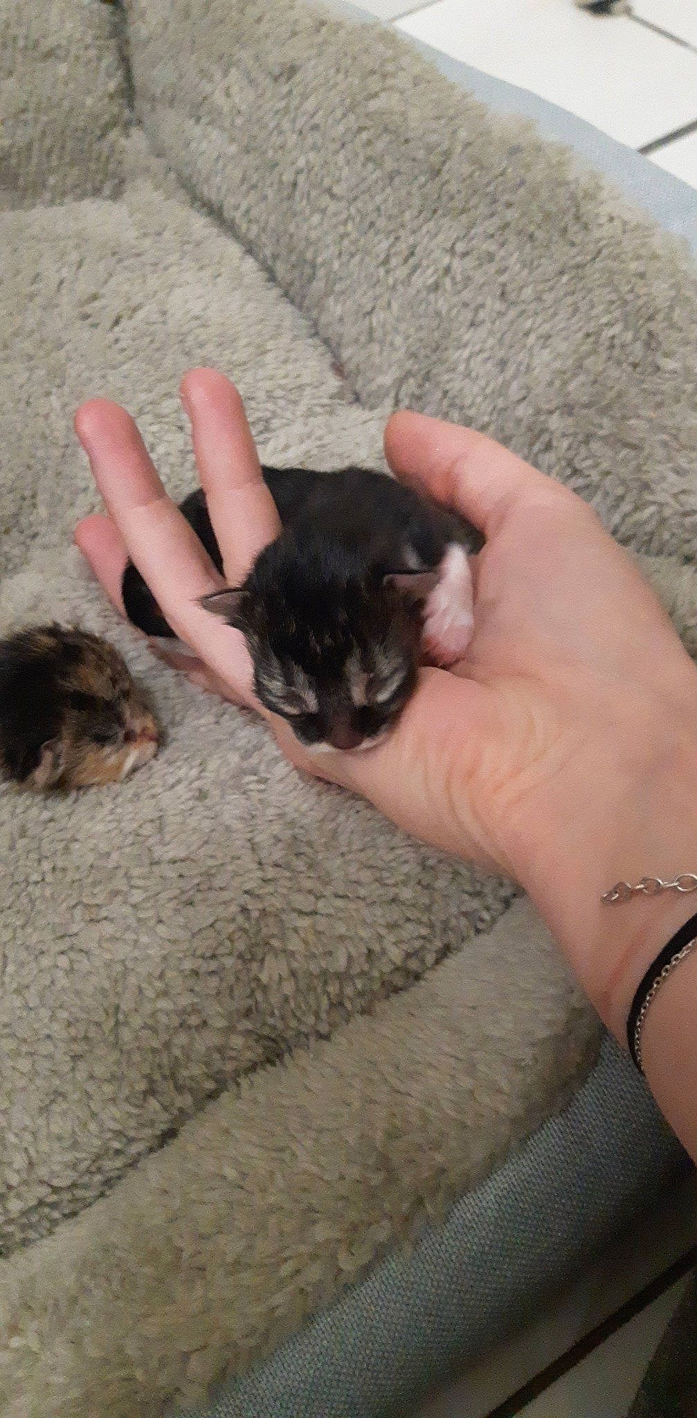 Daryl a rejoint le concours — aidez-le/la à gagner de superbes lots ! carnivore, cat, domestic_short_haired_cat, fawn, felidae, finger, fur, gesture, hand, jewellery, nail, paw, sand, skin, small_to_medium_sized_cats, snout, tail, thumb, whiskers, wrist