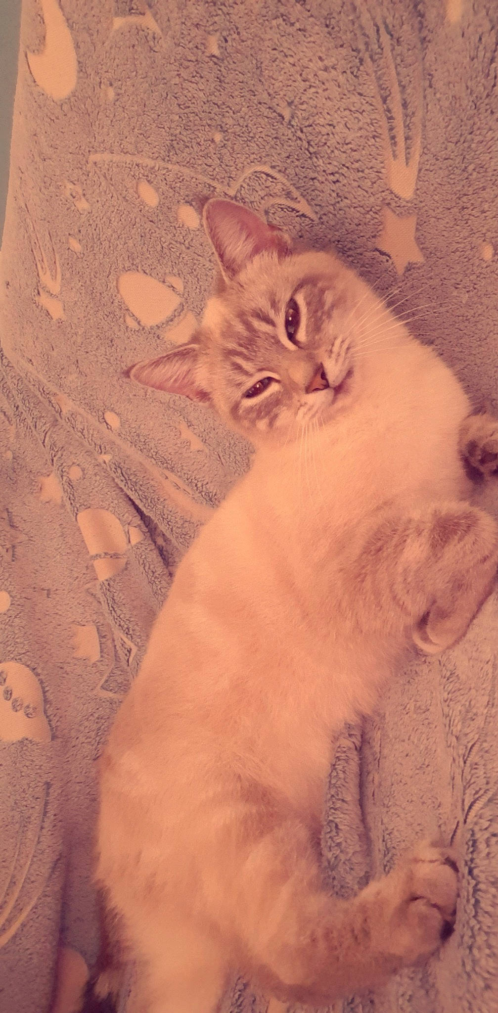 Devile a rejoint le concours — aidez-le/la à gagner de superbes lots ! carnivore, cat, cloud, domestic_short_haired_cat, ear, fawn, felidae, fur, pattern, paw, sky, small_to_medium_sized_cats, snout, tail, visual_arts, whiskers, window, wood