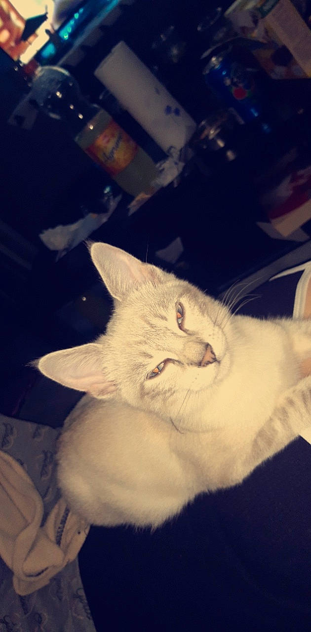 Devile a rejoint le concours — aidez-le/la à gagner de superbes lots ! carnivore, cat, claw, cloud, comfort, darkness, domestic_short_haired_cat, ear, felidae, fur, jaw, meteorological_phenomenon, nap, night, paw, small_to_medium_sized_cats, snout, tail, whiskers