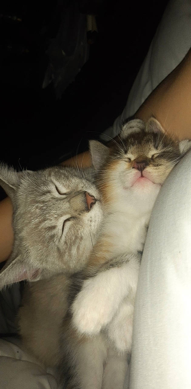 Devile a rejoint le concours — aidez-le/la à gagner de superbes lots ! carnivore, cat, claw, comfort, domestic_short_haired_cat, ear, eye, fawn, felidae, fur, gesture, mammal, nap, paw, photo_caption, small_to_medium_sized_cats, snout, tail, vertebrate, whiskers