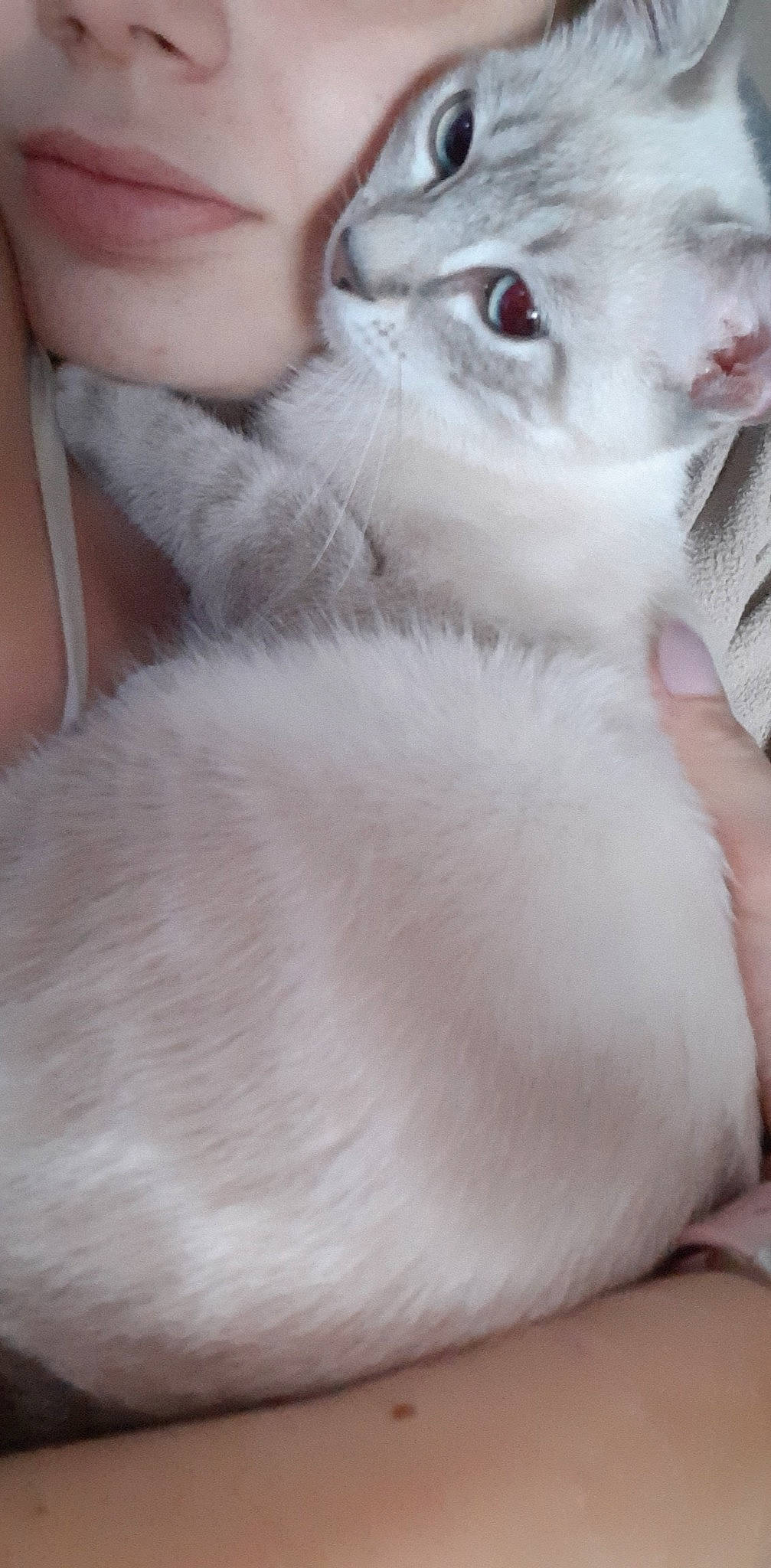 Devile a rejoint le concours — aidez-le/la à gagner de superbes lots ! canidae, carnivore, cat, claw, companion_dog, dog_breed, domestic_short_haired_cat, ear, eyelash, fawn, felidae, fur, gesture, paw, ragdoll, skin, small_to_medium_sized_cats, snout, tail, whiskers