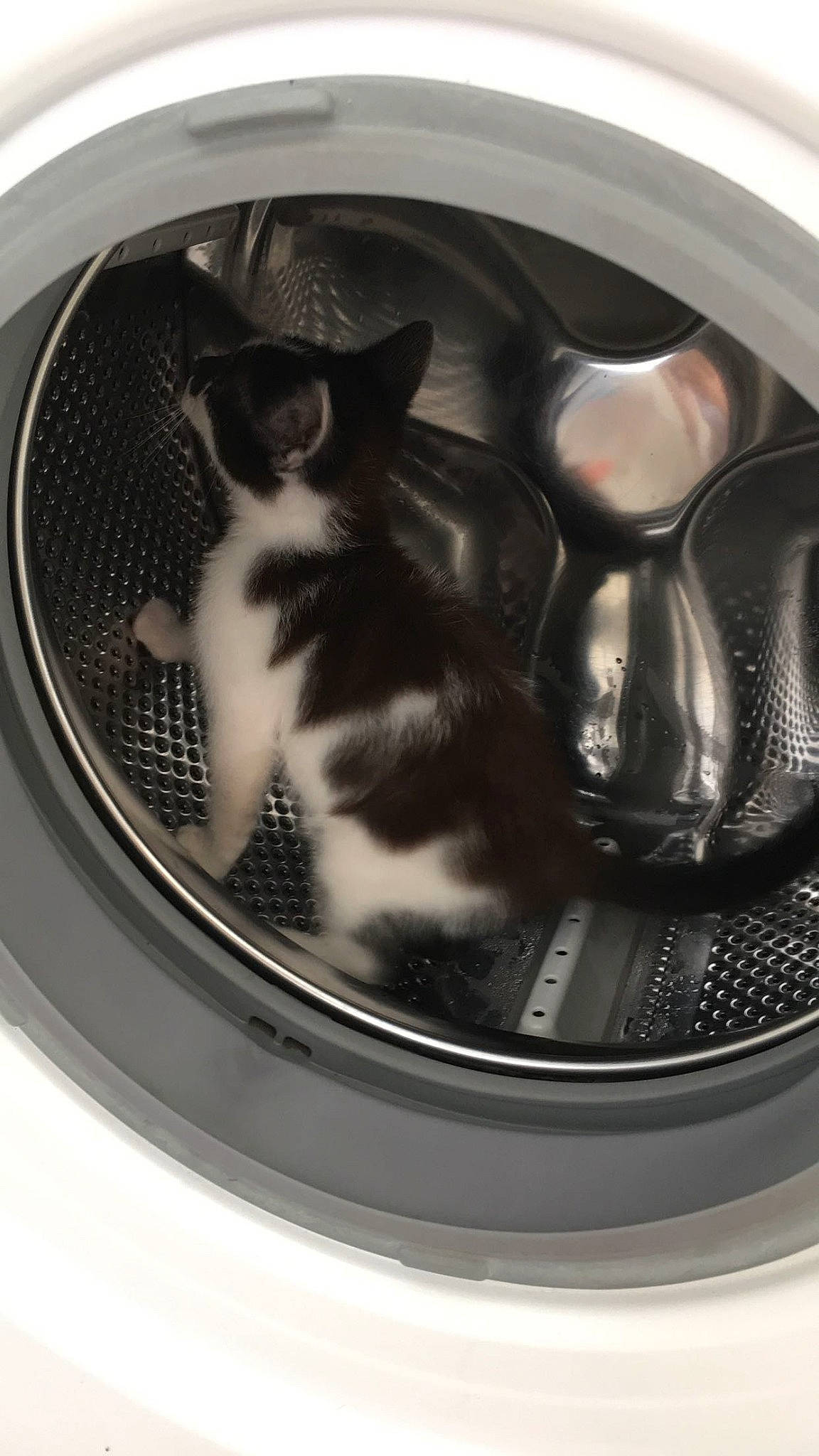 Taz a rejoint le concours — aidez-le/la à gagner de superbes lots ! alloy_wheel, automotive_design, automotive_exterior, automotive_lighting, automotive_tire, automotive_wheel_system, carnivore, cat, felidae, fender, gas, grille, hood, mammal, motor_vehicle, rim, small_to_medium_sized_cats, spoke, vertebrate, whiskers