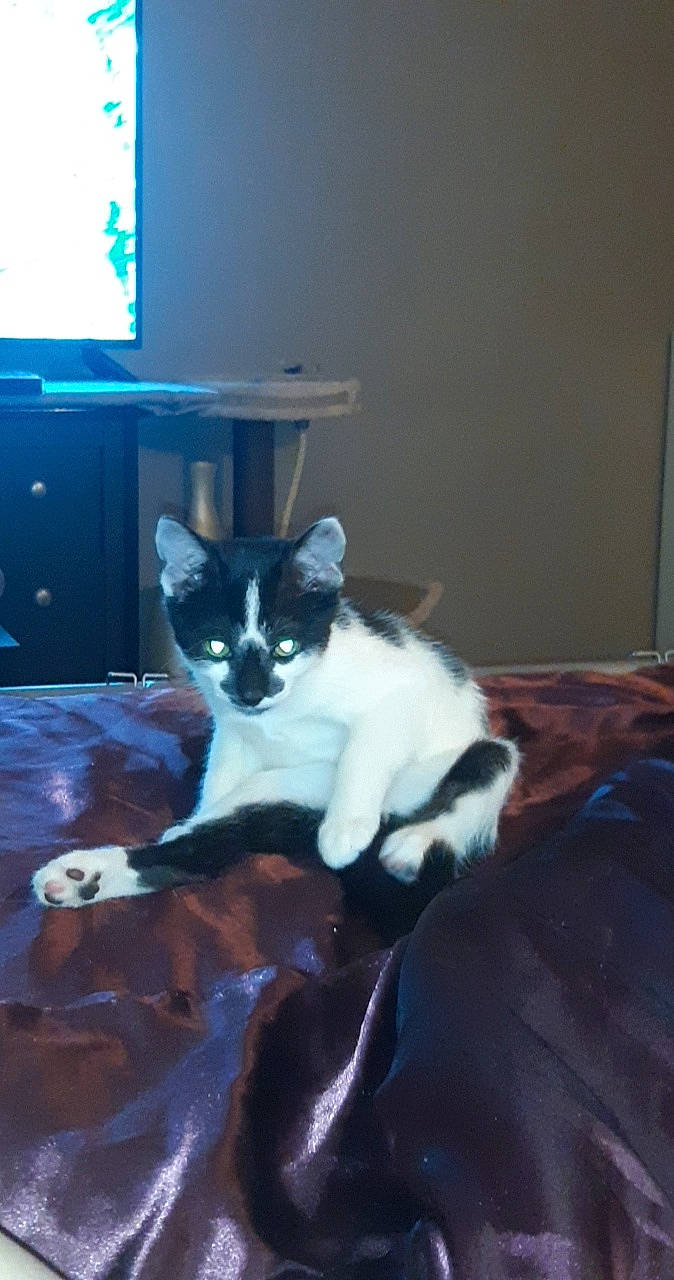 Taz participe au concours pour gagner de l'argent avec cette photo : bed, cabinetry, carnivore, cat, chest_of_drawers, comfort, domestic_short_haired_cat, drawer, eye, felidae, floor, flooring, hardwood, home_appliance, room, small_to_medium_sized_cats, table, tail, whiskers, wood