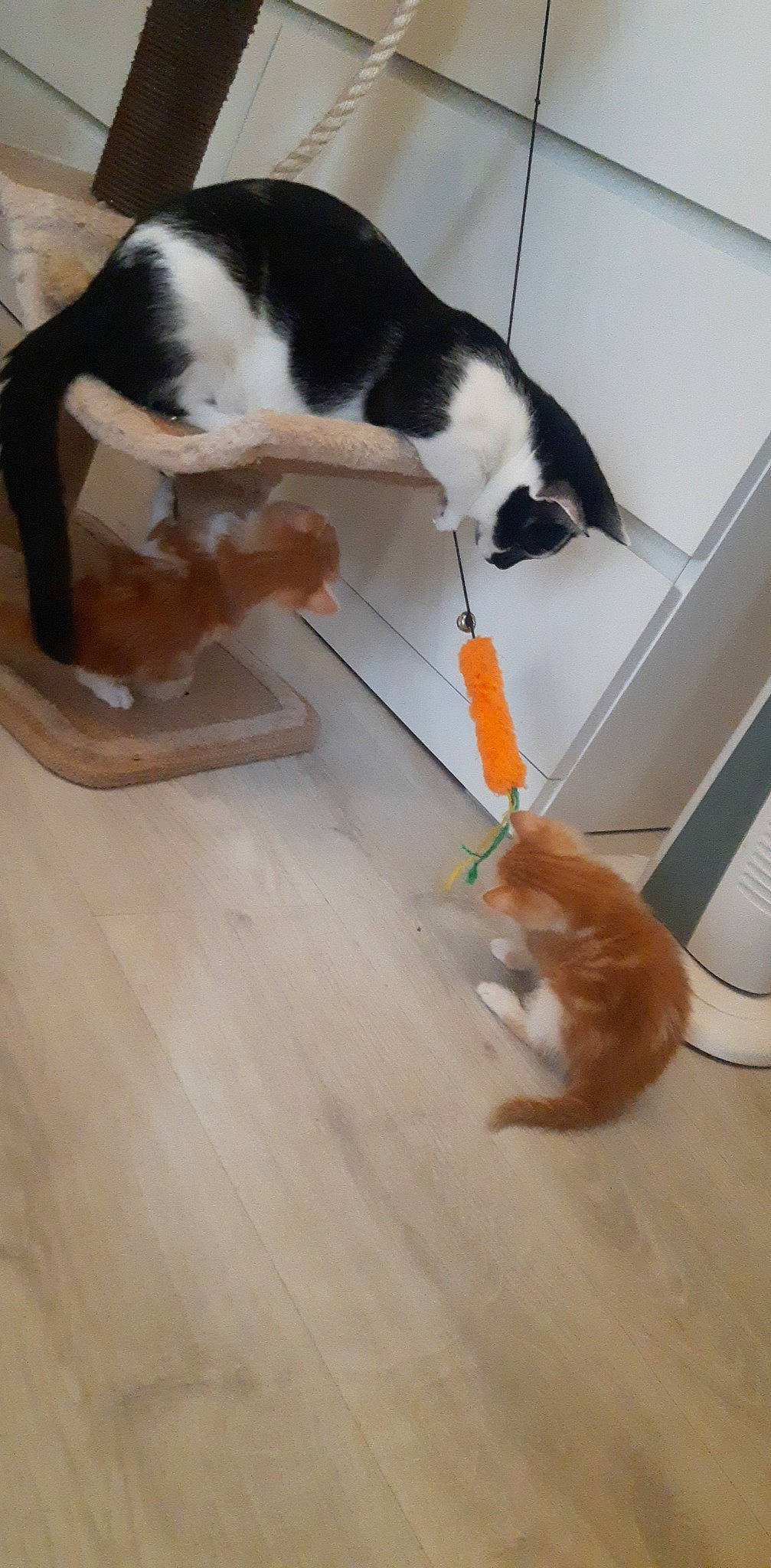 Taz a rejoint le concours — aidez-le/la à gagner de superbes lots ! carnivore, cat, companion_dog, dog_breed, domestic_short_haired_cat, fawn, felidae, floor, flooring, fur, hardwood, laminate_flooring, pet_supply, small_to_medium_sized_cats, tail, vertebrate, whiskers, wood, wood_flooring, wood_stain