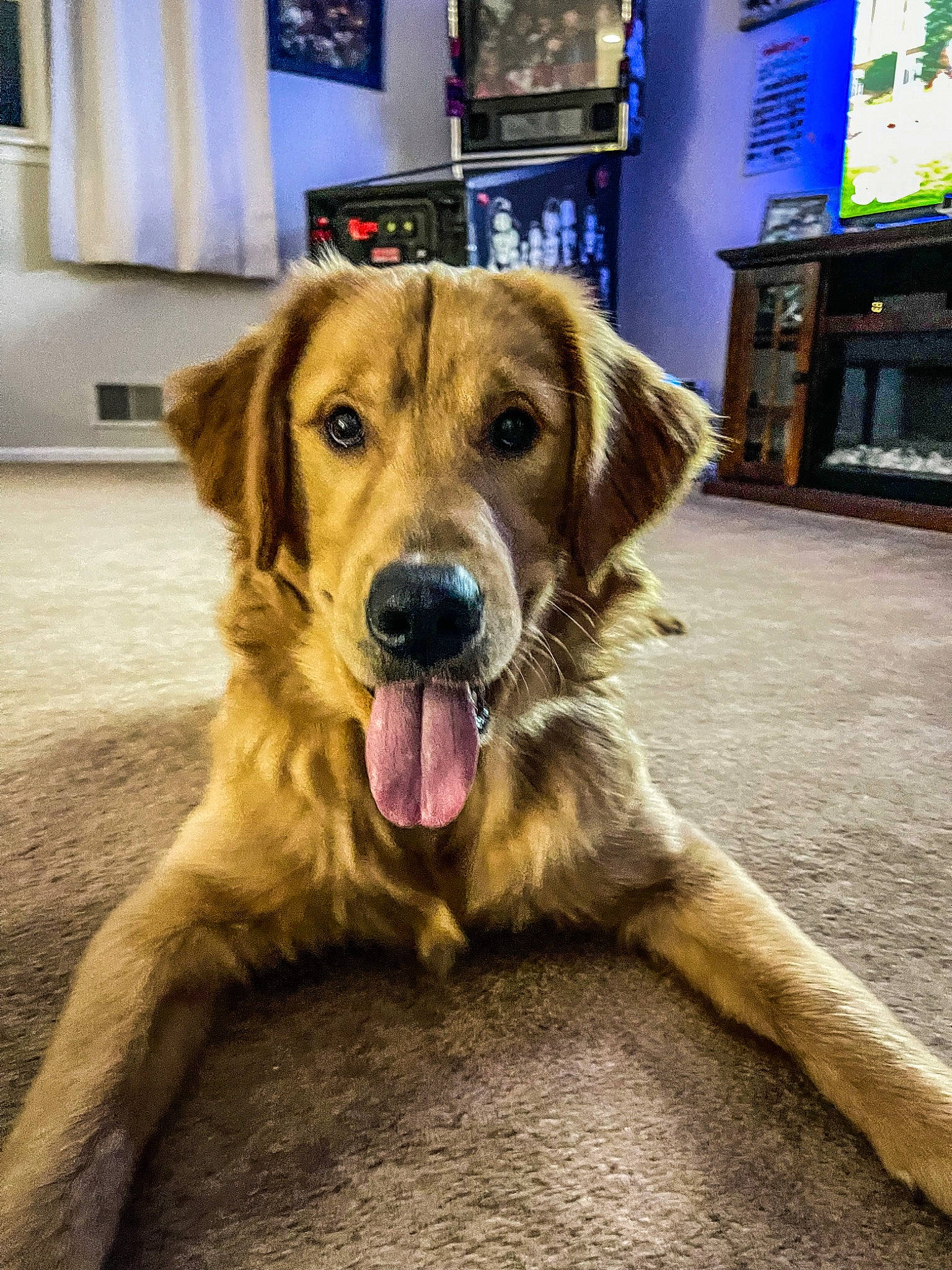 Bailey joined the competition — help win amazing prizes! canidae, carnivore, companion_dog, dog, dog_breed, fawn, firefighter, flooring, fur, gun_dog, picture_frame, snout, sporting_group, television, whiskers, window, working_animal, working_dog