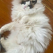 Juju is registered to the contest to win money with this photo: cat, fluffy, white, black_markings, animal, pet, indoor, floor, relaxed, lying_down, fur, cute, mammal, whiskers, ears, paw, domestic_cat, portrait, closeup, wooden_floor