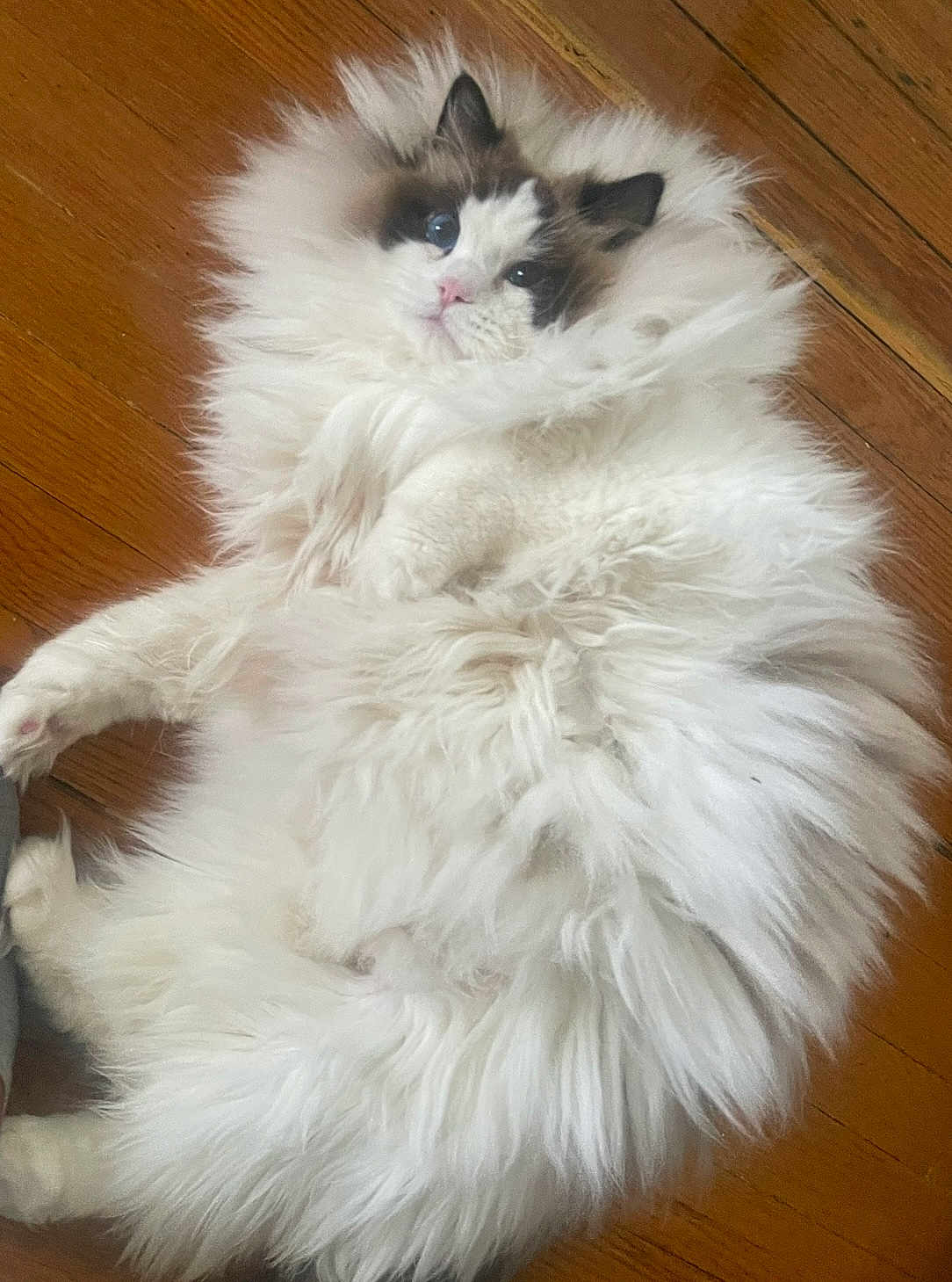 Juju