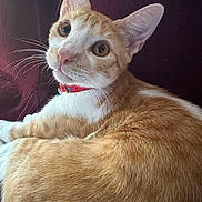 Cheetos is registered to the contest to win money with this photo: cat, ginger_cat, white_fur, collar, pet, indoor, curious, feline, whiskers, closeup, portrait, animal, domestic_cat, fur, ears, eyes, relaxed, looking_back, soft_fur, maroon_background