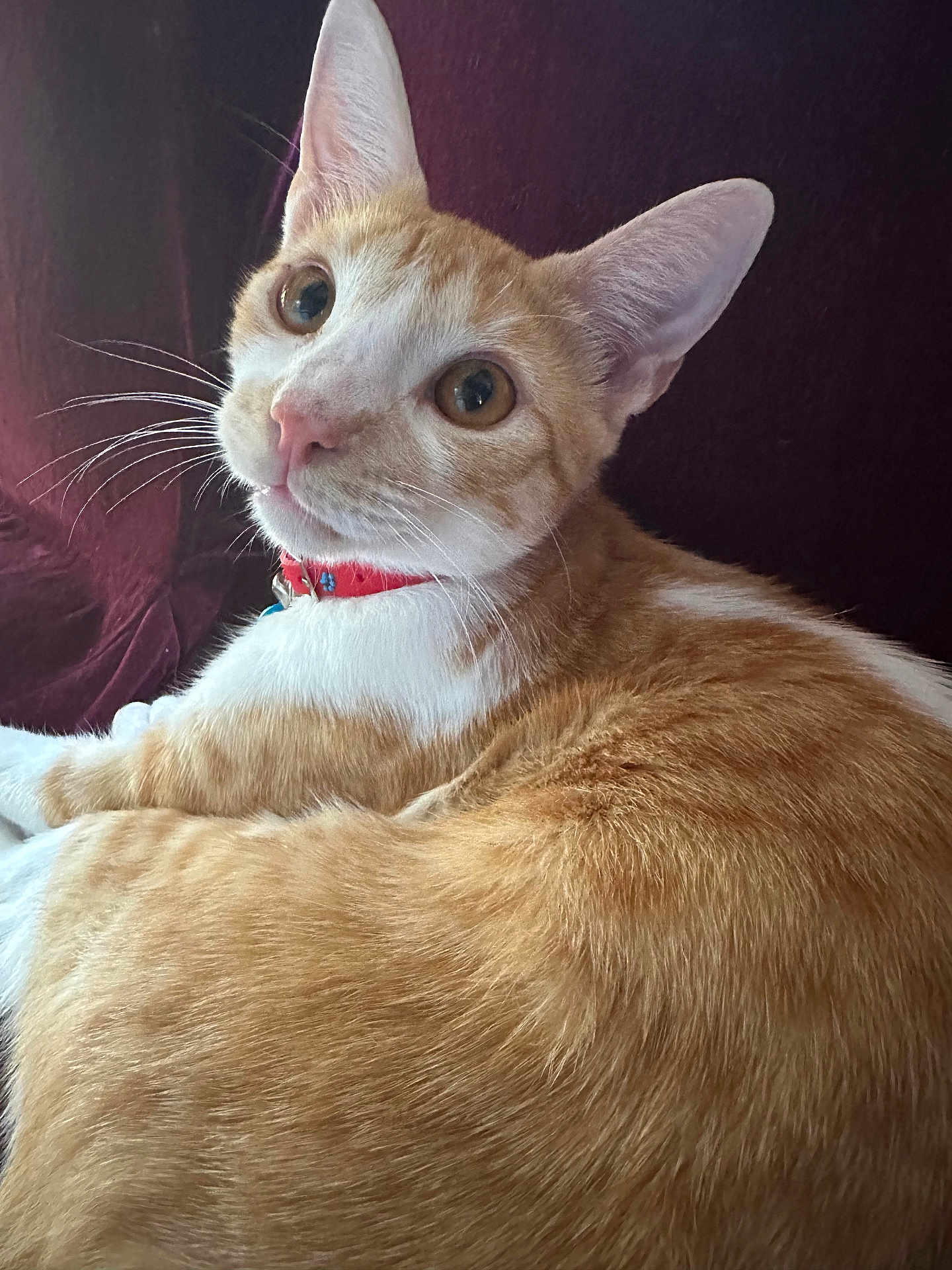 Cheetos