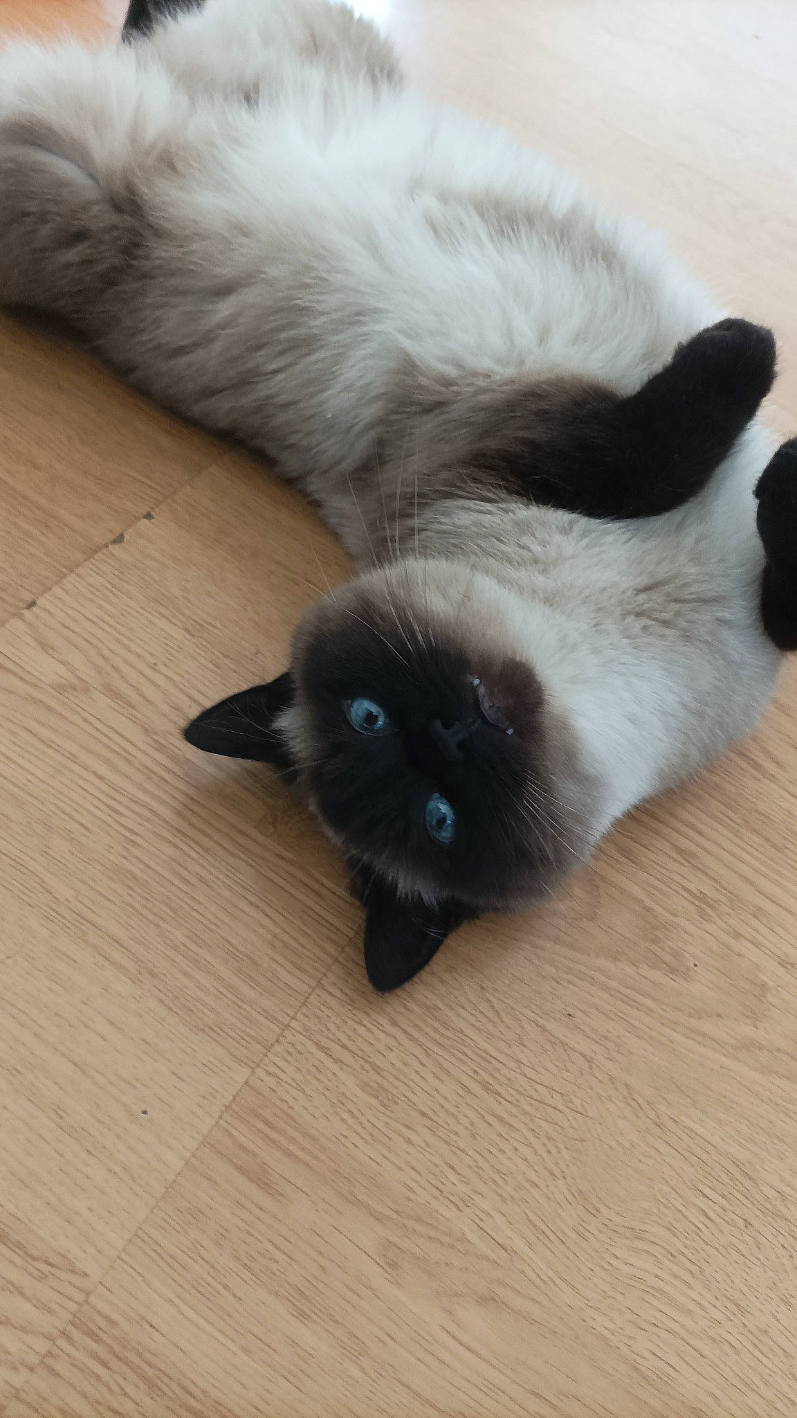 Nana a rejoint le concours — aidez-le/la à gagner de superbes lots ! balinese, birman, carnivore, cat, claw, comfort, dog_breed, fawn, felidae, flooring, fur, hardwood, paw, siamese, small_to_medium_sized_cats, snout, tail, thai, whiskers, wood