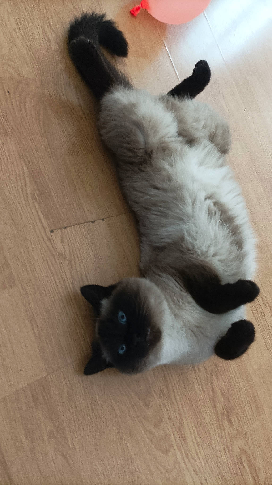 Nana a rejoint le concours — aidez-le/la à gagner de superbes lots ! balinese, carnivore, cat, claw, comfort, dog_breed, domestic_short_haired_cat, fawn, felidae, flooring, fur, hardwood, paw, siamese, small_to_medium_sized_cats, snout, tail, thai, whiskers, wood