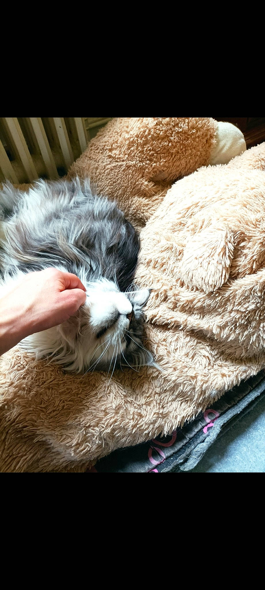 Touftouf a rejoint le concours — aidez-le/la à gagner de superbes lots ! carnivore, cat, claw, close_up, comfort, companion_dog, fawn, felidae, fiber, fur, linens, nap, natural_material, small_to_medium_sized_cats, tail, terrestrial_animal, thread, whiskers, wood, wool