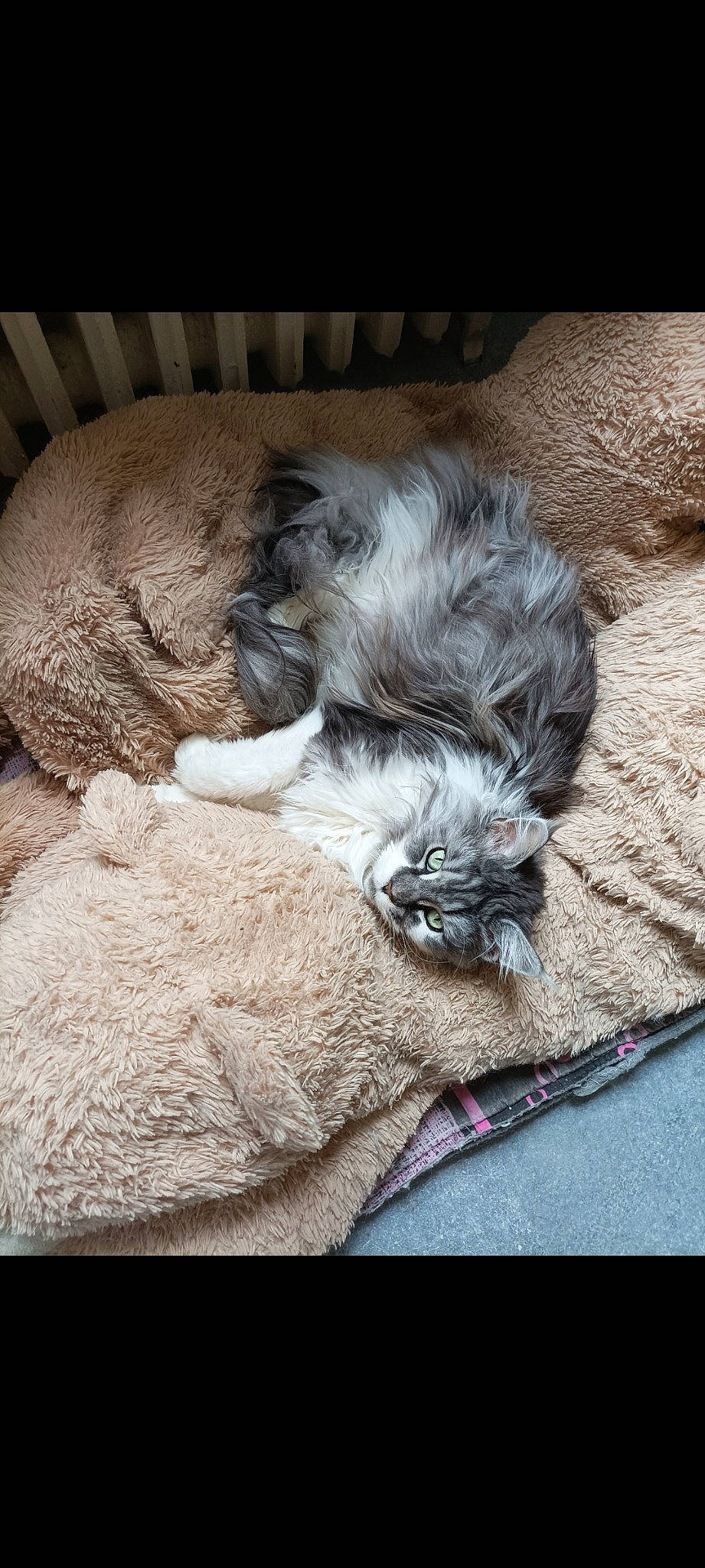 Touftouf participe au concours pour gagner de l'argent avec cette photo : canidae, carnivore, comfort, companion_dog, dog, dog_breed, fawn, felidae, fur, grey, liver, paw, small_to_medium_sized_cats, snout, sporting_group, tail, terrestrial_animal, toy_dog, whiskers, working_animal