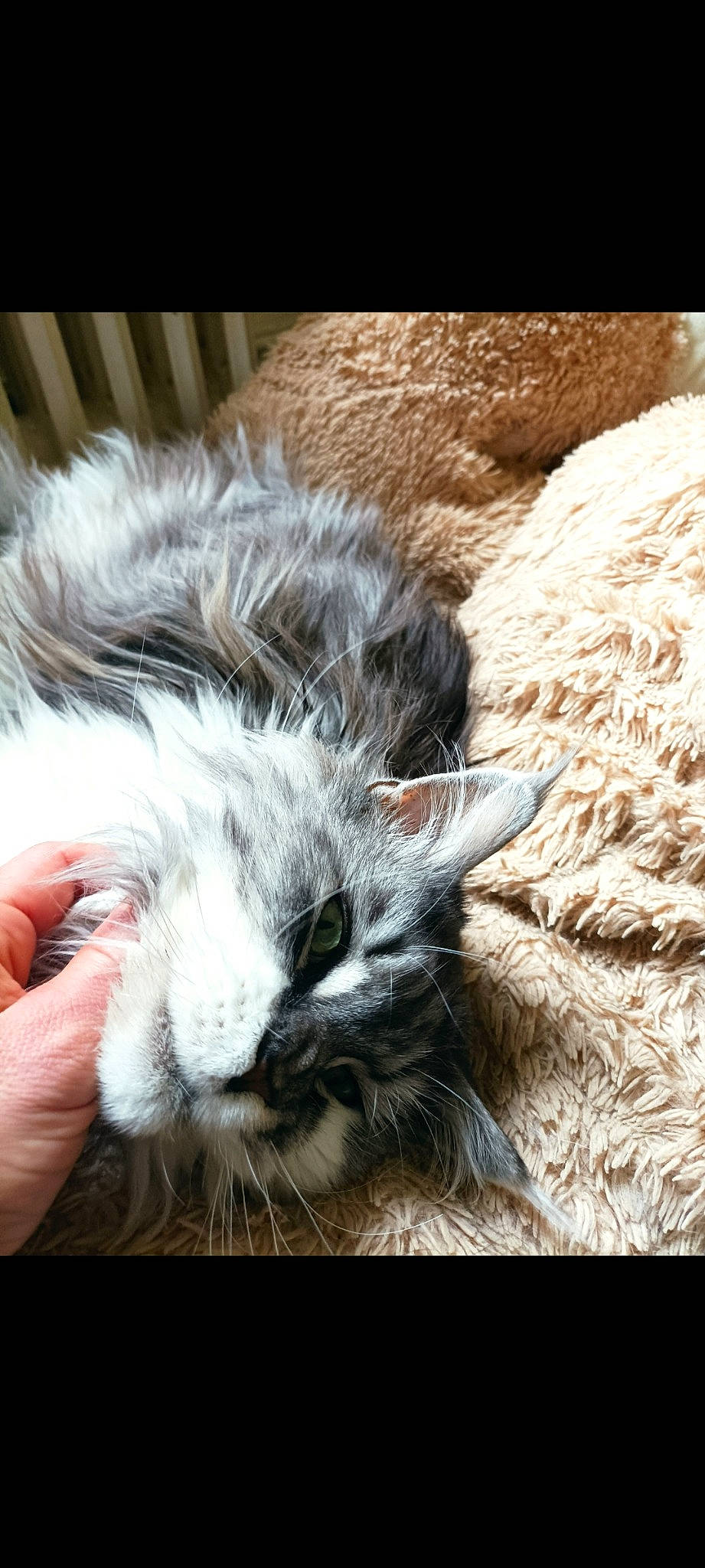 Touftouf a rejoint le concours — aidez-le/la à gagner de superbes lots ! carnivore, cat, claw, comfort, felidae, fur, nail, natural_material, paw, small_to_medium_sized_cats, tail, terrestrial_animal, whiskers