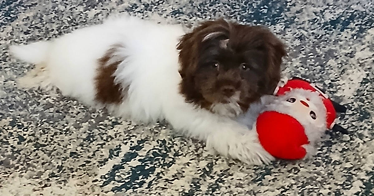 Vote Toronto Vote Chewie in Cutest Dog Contest - Win Prizes