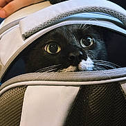 Ragnar a rejoint le concours — aidez-le/la à gagner de superbes lots ! cat, tuxedo_cat, pet, animal, backpack, zipper, close_up, whiskers, wide_eyes, black_and_white_fur, hand, curious, portrait, indoor, fabric, textile, eye_reflection, carrier, cute, peeking