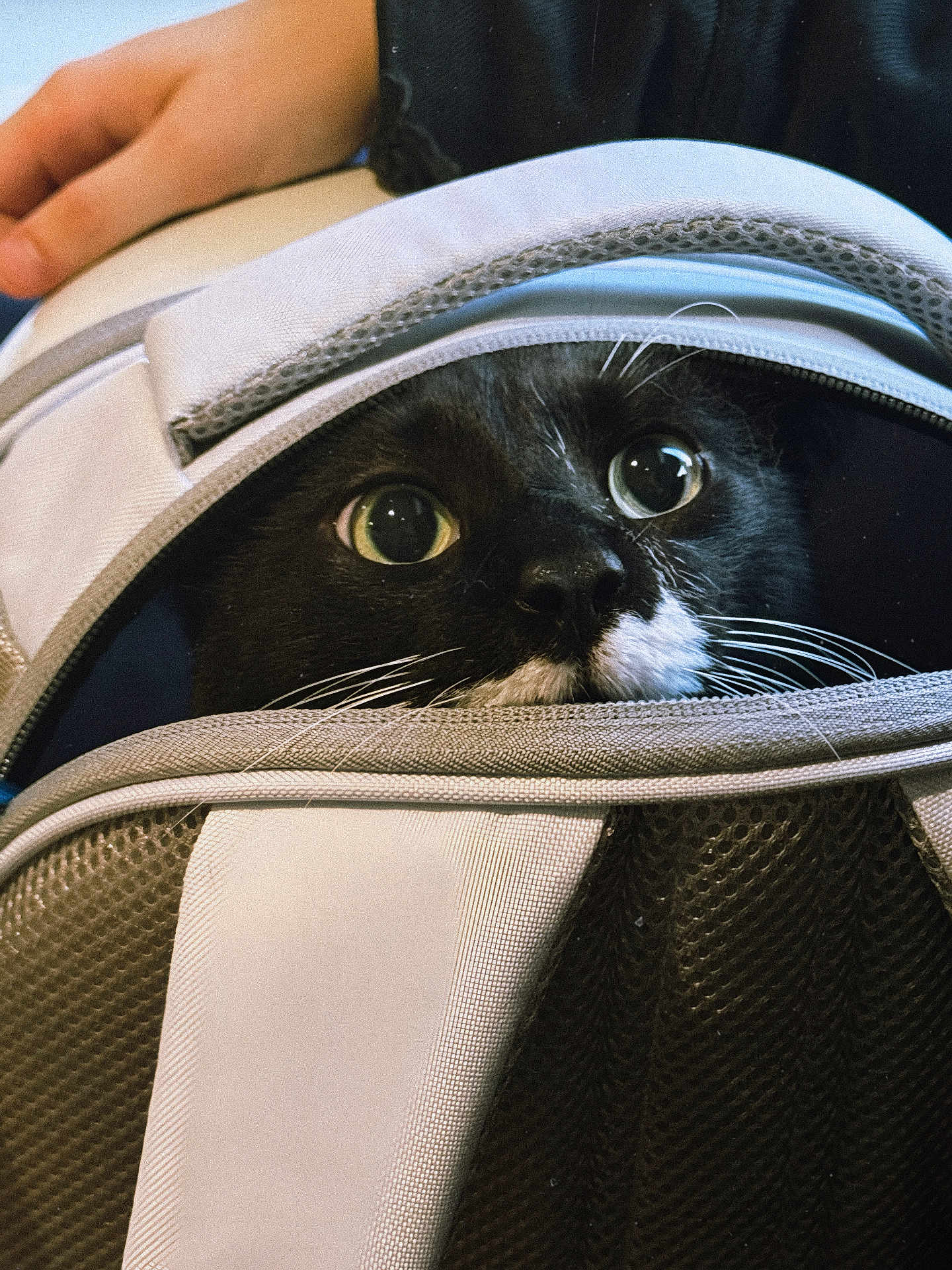 Ragnar a rejoint le concours — aidez-le/la à gagner de superbes lots ! cat, tuxedo_cat, pet, animal, backpack, zipper, close_up, whiskers, wide_eyes, black_and_white_fur, hand, curious, portrait, indoor, fabric, textile, eye_reflection, carrier, cute, peeking