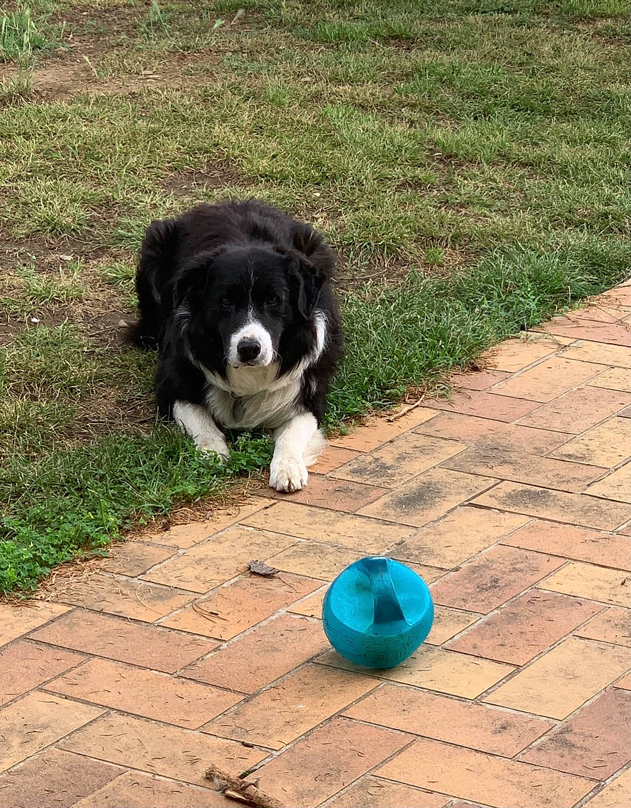 Roller a rejoint le concours — aidez-le/la à gagner de superbes lots ! ball, carnivore, cavalier_king_charles_spaniel, companion_dog, dog, dog_breed, dog_supply, electric_blue, flooring, grass, green, gun_dog, herding_dog, recreation, snout, spaniel, sporting_group, tail, toy_dog, working_animal