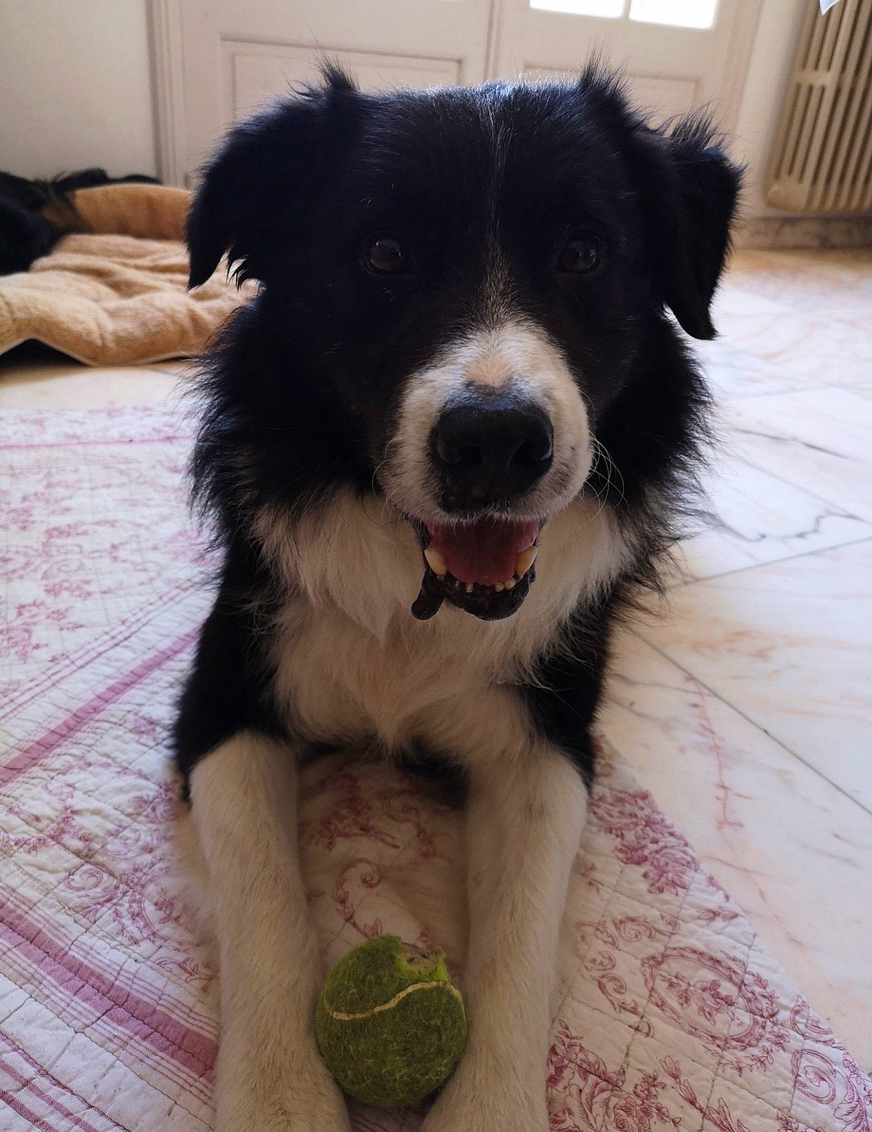 Roller a rejoint le concours — aidez-le/la à gagner de superbes lots ! bernese_mountain_dog, border_collie, canidae, carnivore, companion_dog, dog, dog_breed, dog_collar, fang, flooring, fur, hardwood, herding_dog, smile, snout, sporting_group, whiskers, wood, working_animal, working_dog